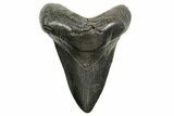 Fossil Megalodon Tooth - South Carolina #374700-1
